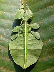 A leaf insect at home