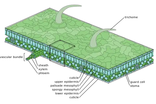 Medium scale diagram of leaf internal anatomy