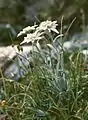 Edelweiss ((Leontopodium alpinum)