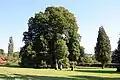 Tilia at Elnhausen cemetery