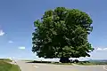 Linden tree by road