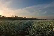 Pineapples in Sarapiquí