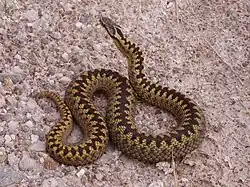 A common adder snake on a slope with mosses, grasses and other vegetation. Half its body is coiled in a figure of eight to allow striking