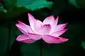 Lotus flower