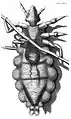 Diagram of a louse, by Robert Hooke, 1667.