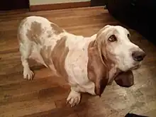 A short, white dog with brown spots, brown eyes, and a black nose