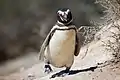 A Magellanic penguin, Valdes Peninsula, Argentina