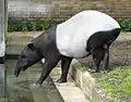 Malayan tapir