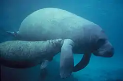 Manatee