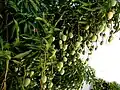 Mango tree, provincial tree of Gujarat