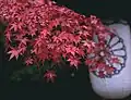 Maple leaves and paper lantern at the shrine