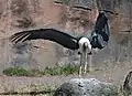 Marabou stork (Leptoptilos crumeniferus)