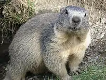 Alpine marmot