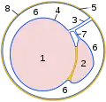 Schematic drawing of a cross-section through the vaginal process.