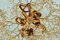 A basket star