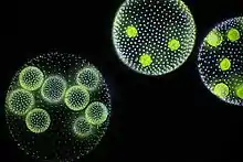 Volvox is a microscopic green freshwater alga with spherical symmetry. Young colonies are inside the larger ones