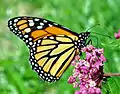 Danaus plexippus on Asclepias