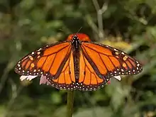 Monarch (Danaus plexippus)