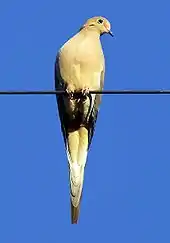 Brown dove perched on a wire against a blue sky background