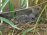 Mother dove crouching in a nest with two chicks