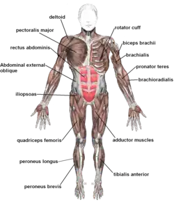 Skeletal muscles, viewed from the front