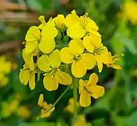 Mustard flower Closeup