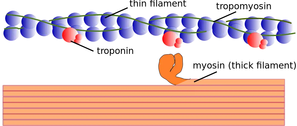 Myofilament