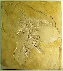  Slab of stone with fossil bones and feather impressions