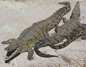 Nile crocodiles