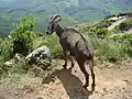 Nilgiri Tahr, the provincial animal of Tamil Nadu