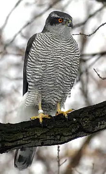 Northern goshawk, a kind of hawk.