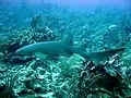 Nurse shark near Ambergris Caye, Belize