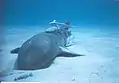 Nurse shark with attached remoras