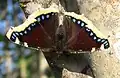 Mourning Cloak or Camberwell Beauty (Nymphails antipoa)