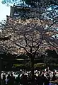 Hanami party at Odawara Castle.