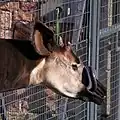 The blue tongue of an Okapi.