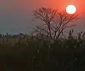 Okavango sunset