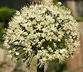 Flower head of a yellow onion