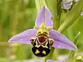 Bee orchid: flower mimics female bee; male bee pollinates flower when it tries to mate!