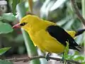 Golden oriole.