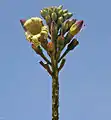 Provincial flower of Rajasthan