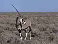 Gemsbok (Sub-Saharan Africa)