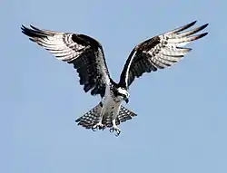 This osprey at Kennedy Space Centre is hovering.