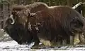 A Musk Ox