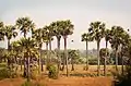 Palm tree, the provincial tree of Tamil Nadu