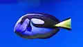 Blue surgeonfish