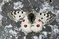 Parnassius phoebus