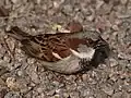 Male house sparrow