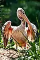 Pink-backed pelican (Pelecanus rufescens)