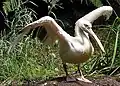 White pelican